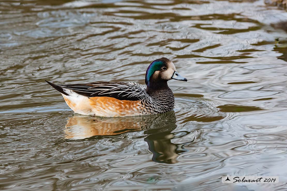 Anas o Mareca  sibilatrix :  Fischione del Cile; Chiloe Wigeon