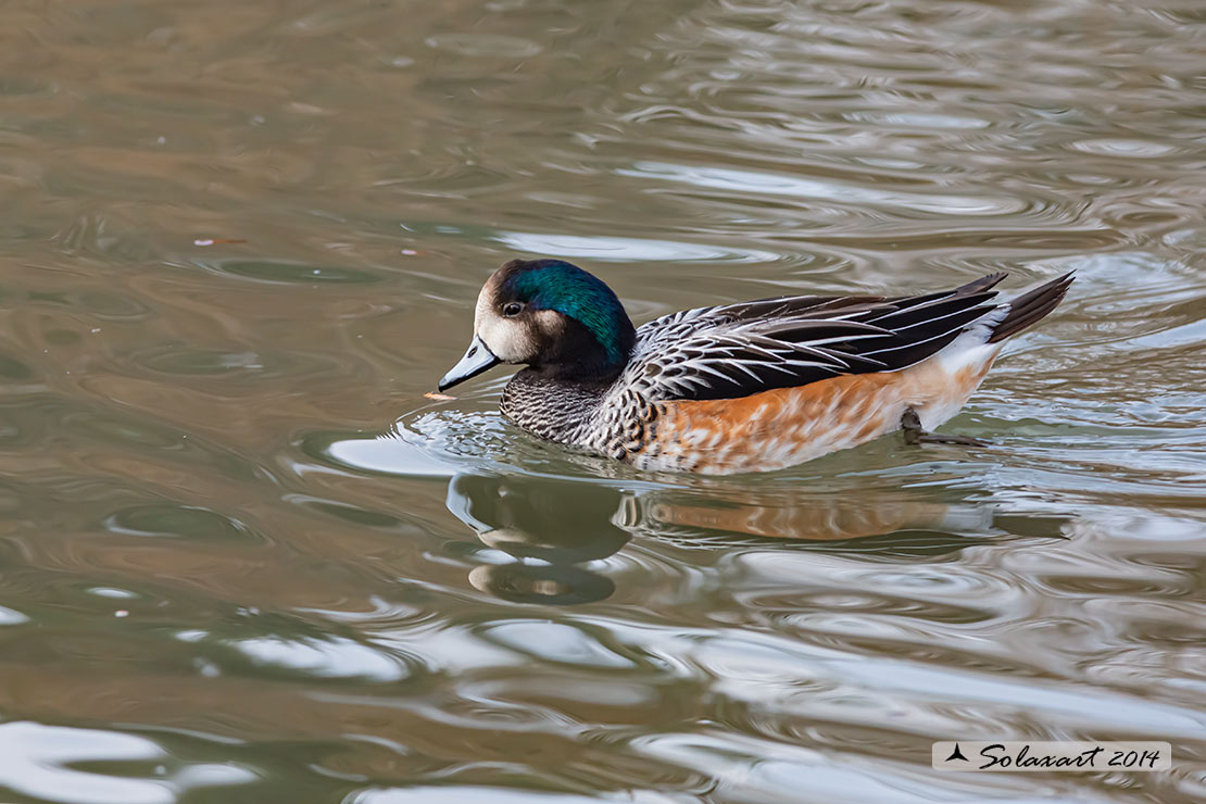 Anas o Mareca  sibilatrix :  Fischione del Cile; Chiloe Wigeon