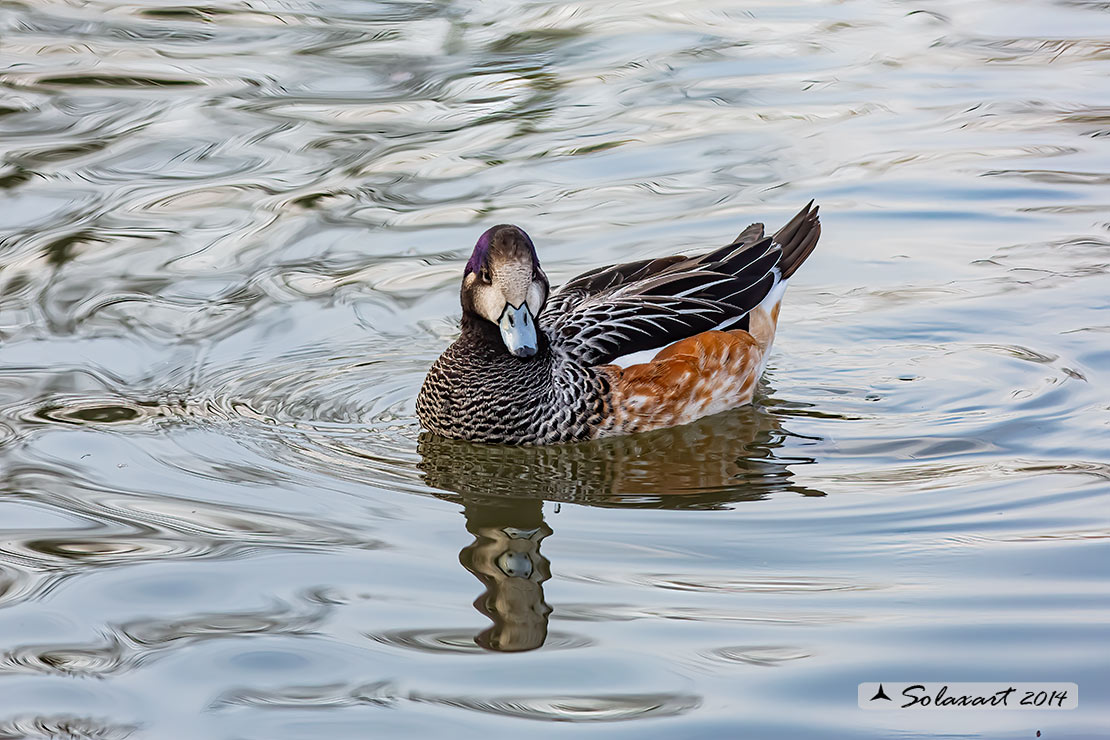 Anas o Mareca  sibilatrix :  Fischione del Cile; Chiloe Wigeon