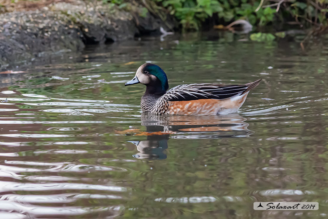 Anas o Mareca  sibilatrix :  Fischione del Cile; Chiloe Wigeon