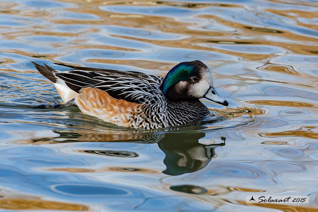 Mareca sibilatrix : Fischione del Cile; Chiloe Wigeon