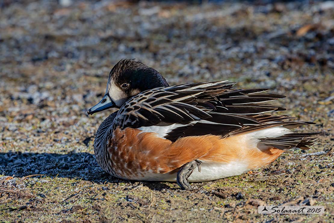 Mareca sibilatrix : Fischione del Cile; Chiloe Wigeon
