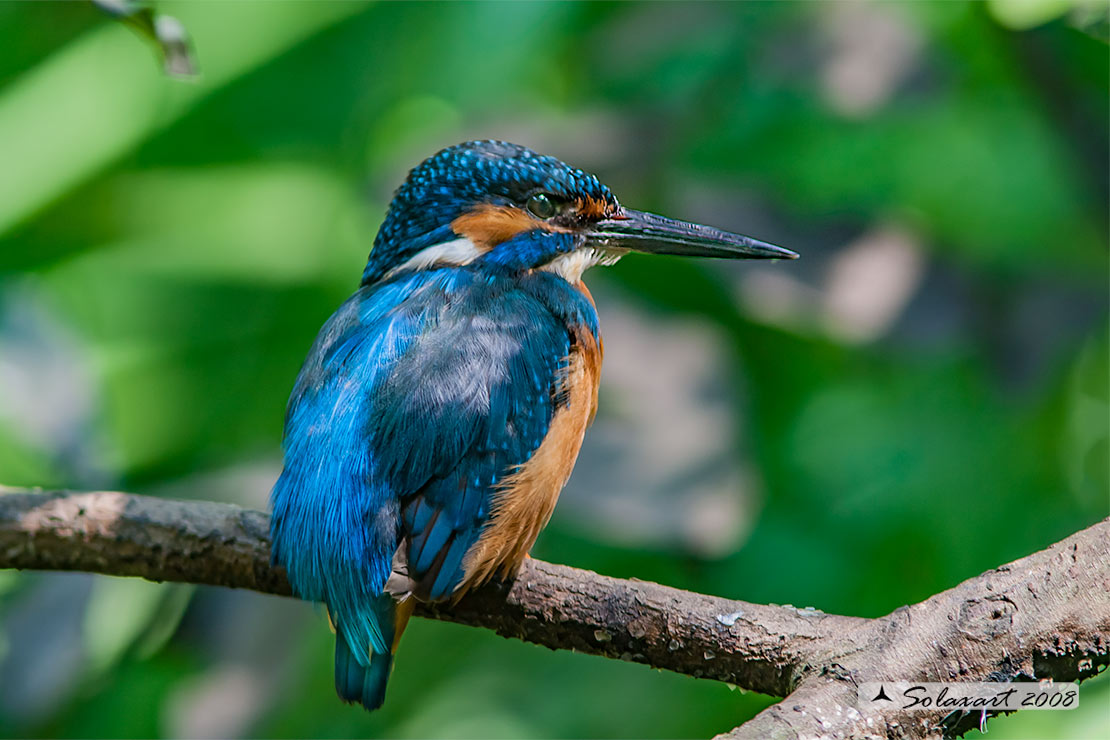 martin pescatore (Alcedo atthis)