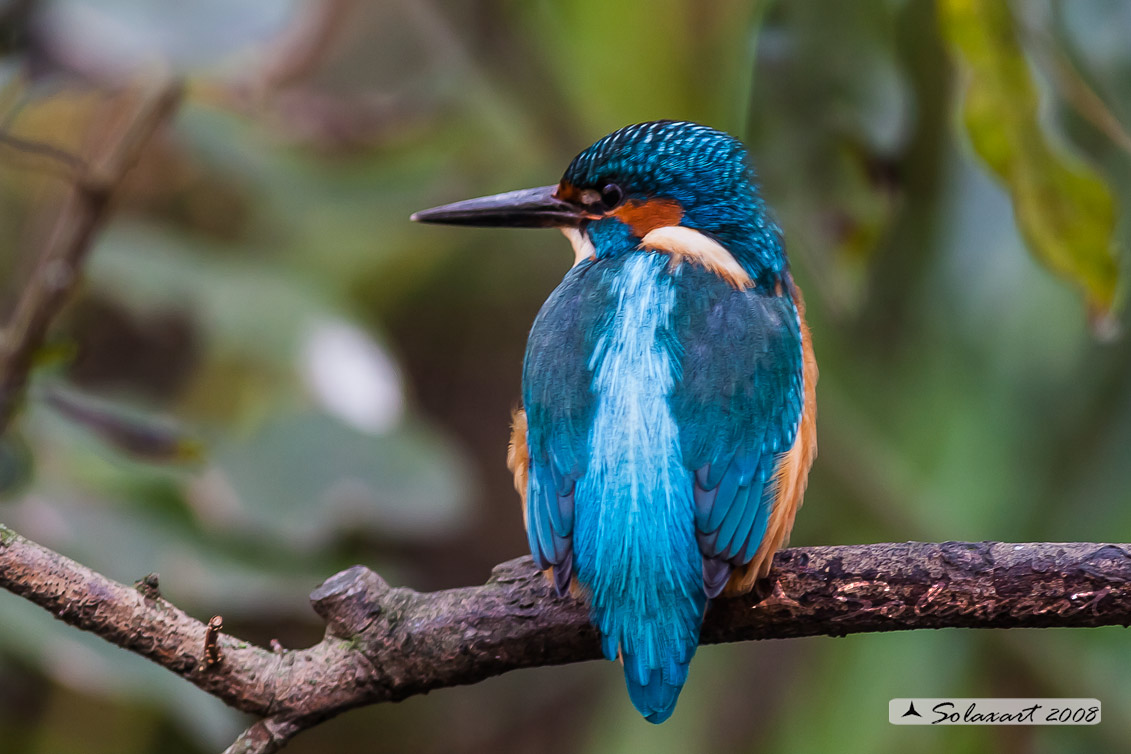 martin pescatore (Alcedo atthis)