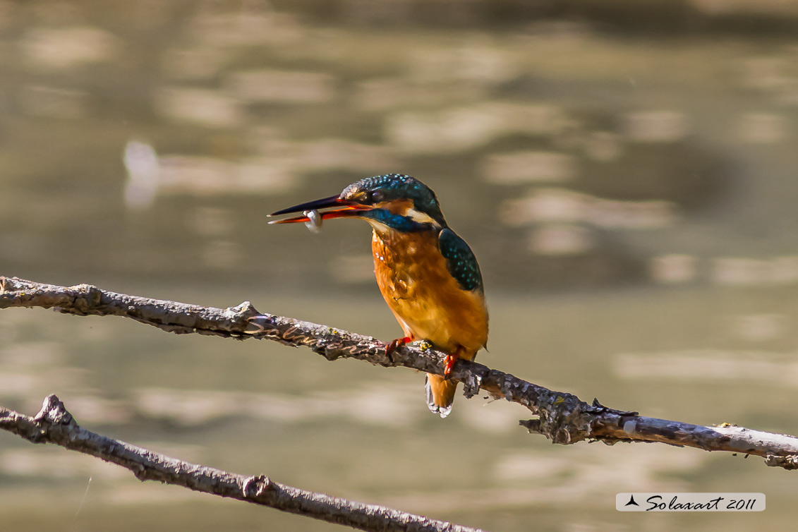 Alcedo atthis  - Martin pescatore - Common Kingfisher