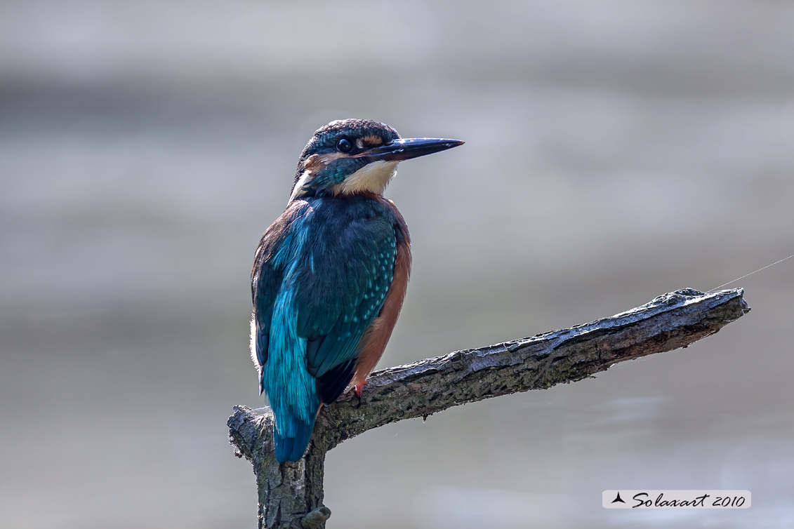 martin pescatore (Alcedo atthis)