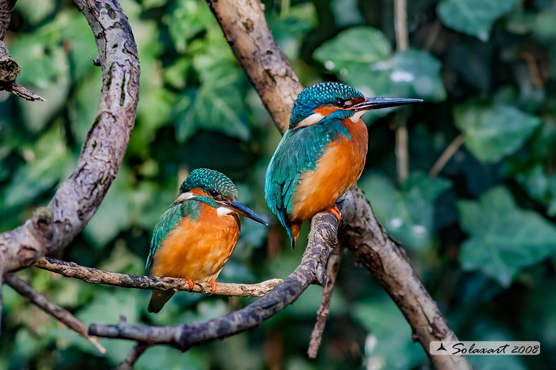 Alcedo atthis  Martin pescatore (coppia) ;   Common Kingfisher (couple)