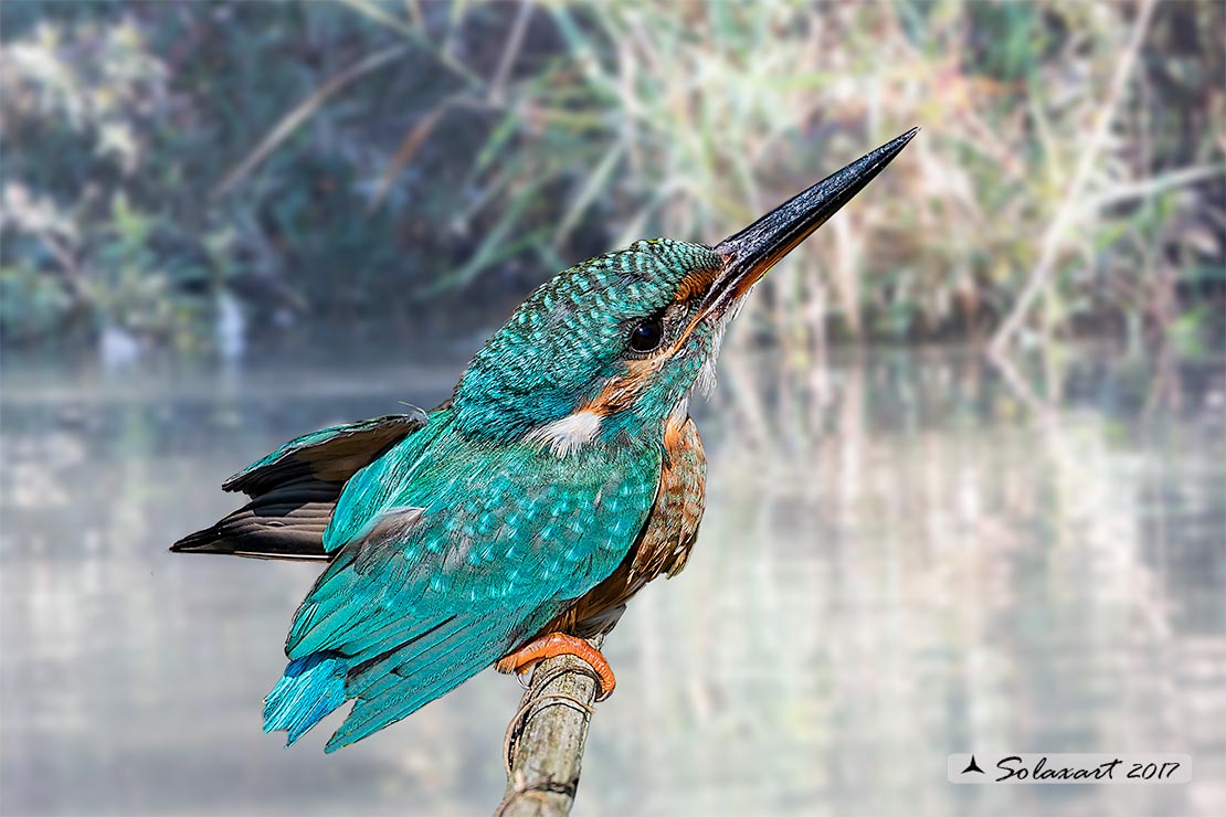 Alcedo atthis  -  Martin pescatore  -  Common Kingfisher