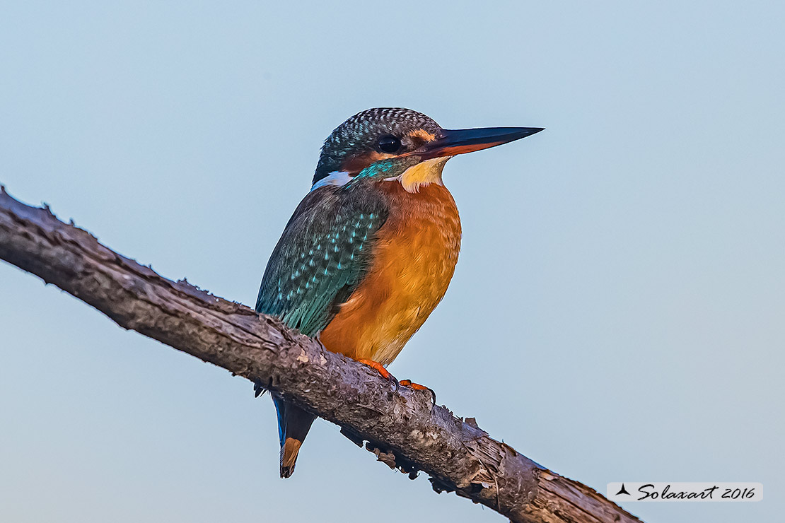 Alcedo atthis :   Martin pescatore (femmina) ;   Common Kingfisher (female)