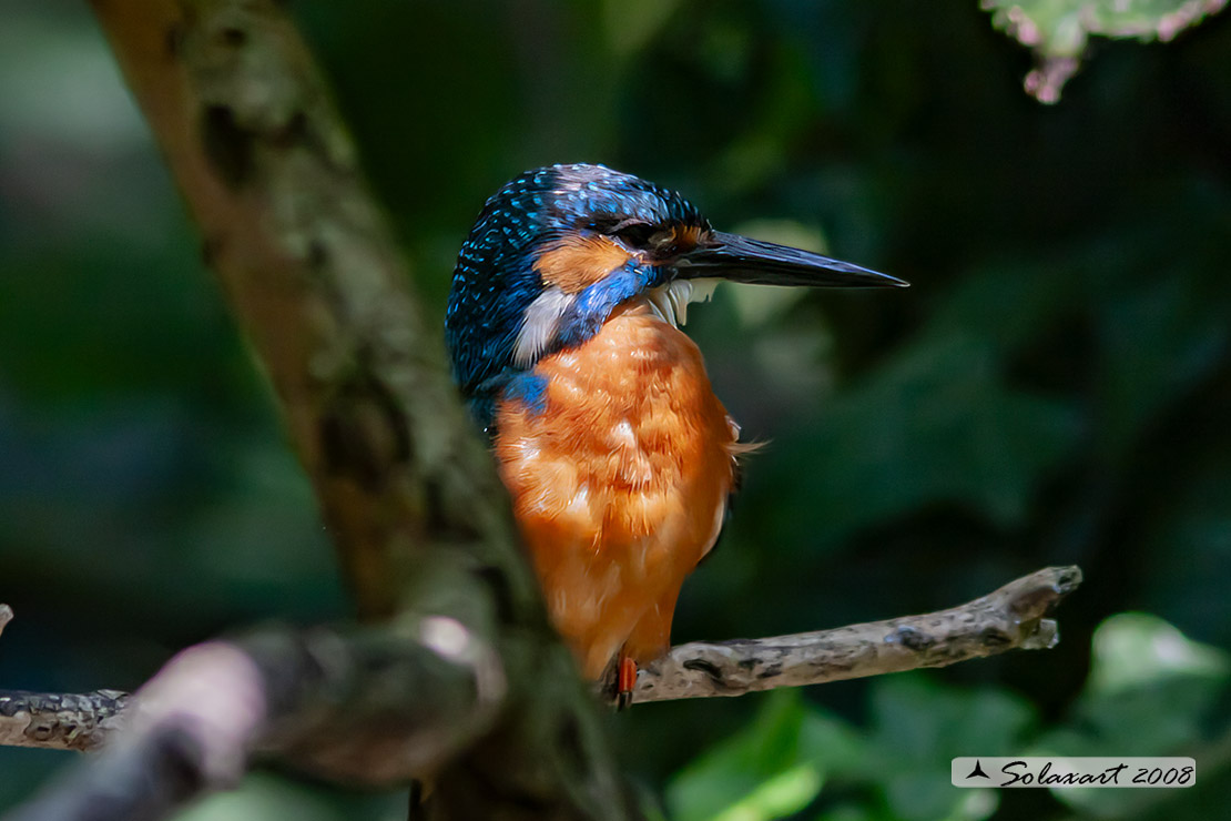 martin pescatore (Alcedo atthis)