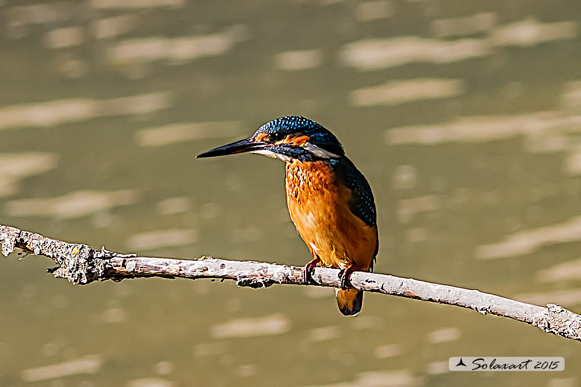 Martin pescatore - Alcedo atthis