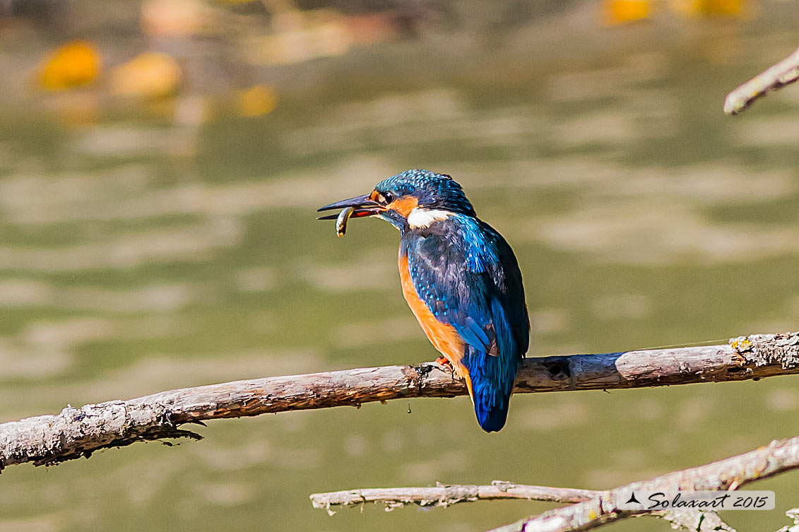 Martin pescatore - Alcedo atthis