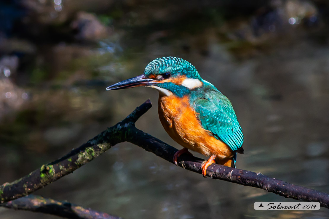Alcedo atthis  - Martin pescatore - Common Kingfisher