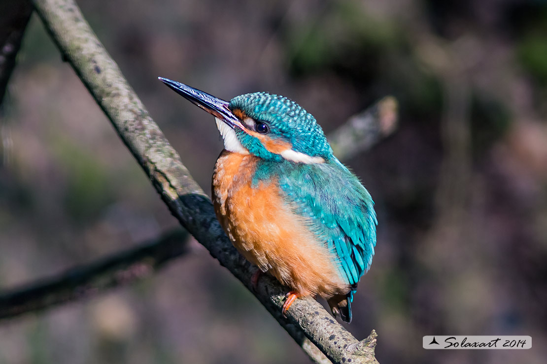 Alcedo atthis  - Martin pescatore - Common Kingfisher