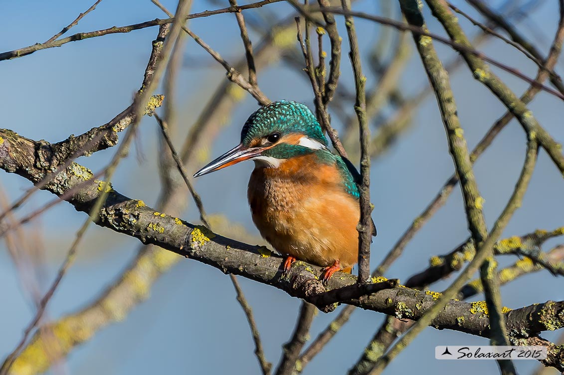 Alcedo atthis  -  Martin pescatore  -  Common Kingfisher