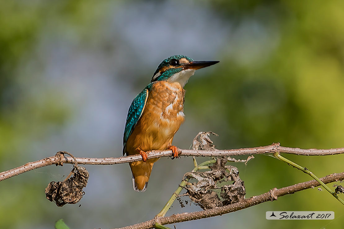 martin pescatore (Alcedo atthis)