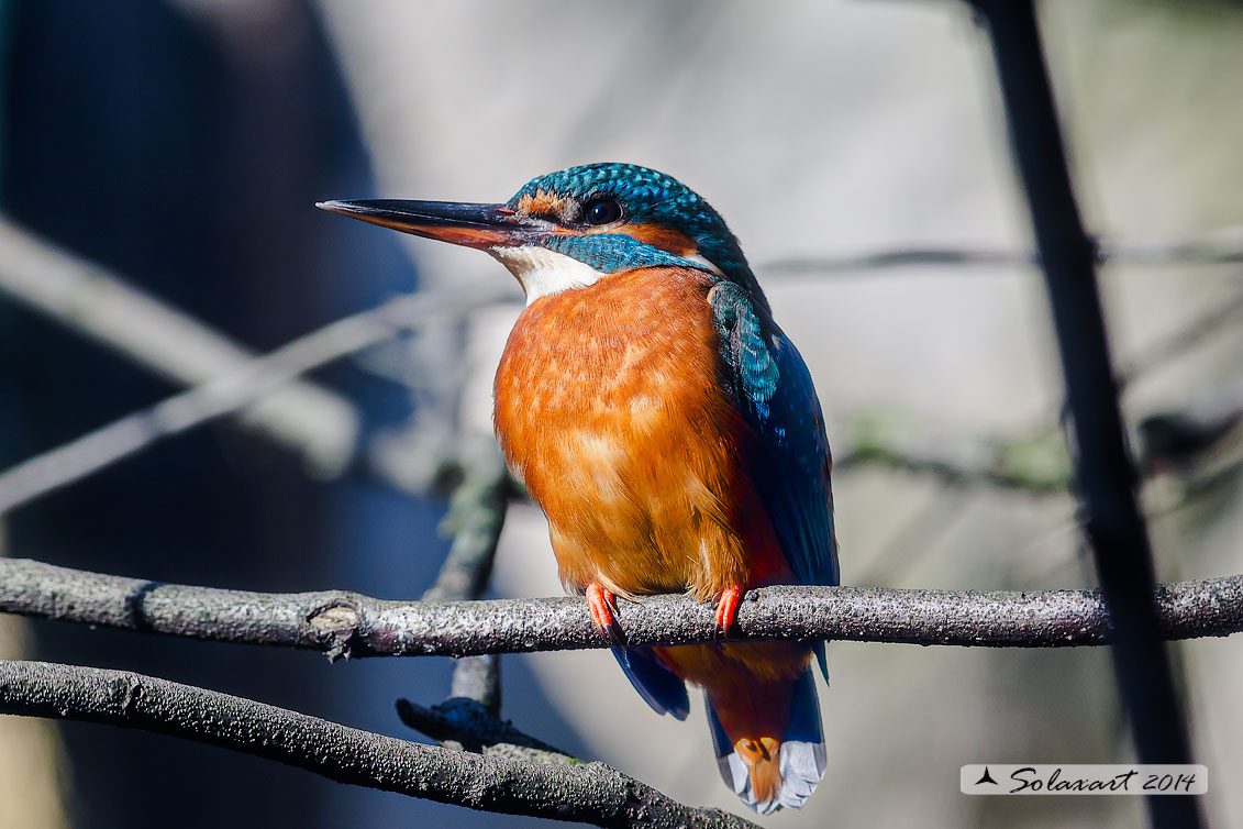 Alcedo atthis  - Martin pescatore - Common Kingfisher