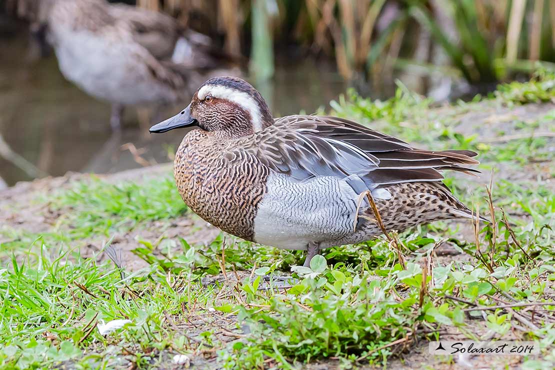 Marzaiola (Spatula querquedula) - Garganey, male