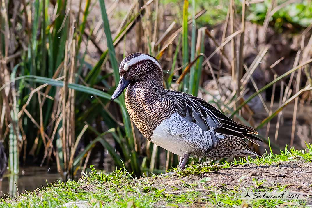 Marzaiola (Spatula querquedula) - Garganey, male