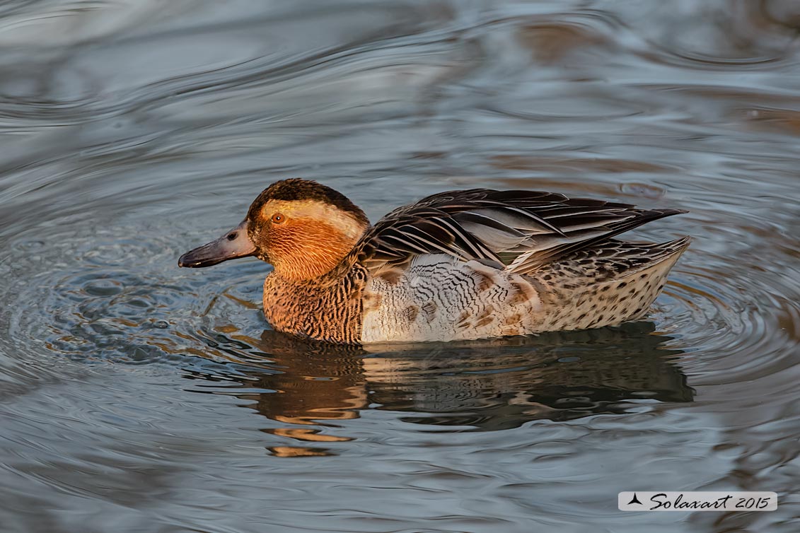 Marzaiola (Spatula querquedula) - Garganey, male