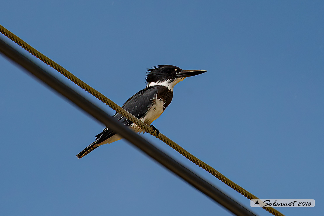 Megaceryle alcyon :  Martin pescatore americano (maschio) ;  Belted kingfisher (male)