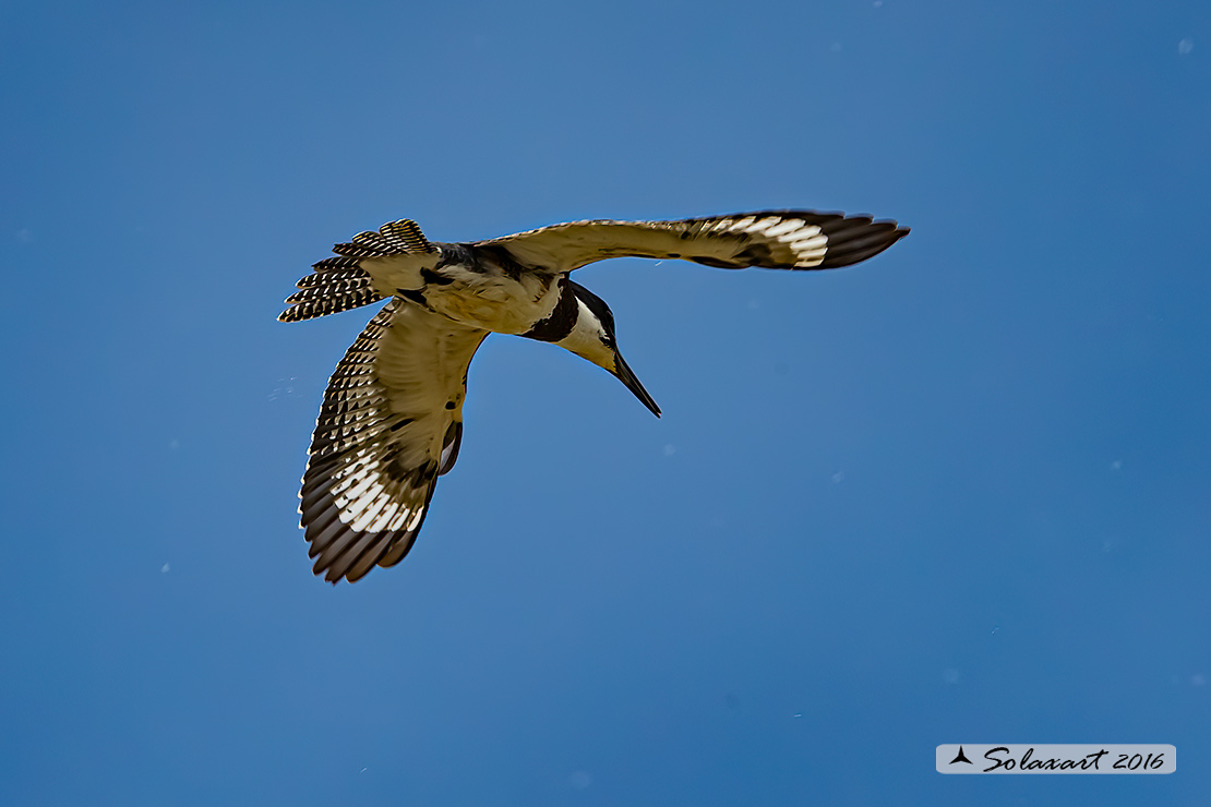 Megaceryle alcyon :  Martin pescatore americano (maschio) ;  Belted kingfisher (male)