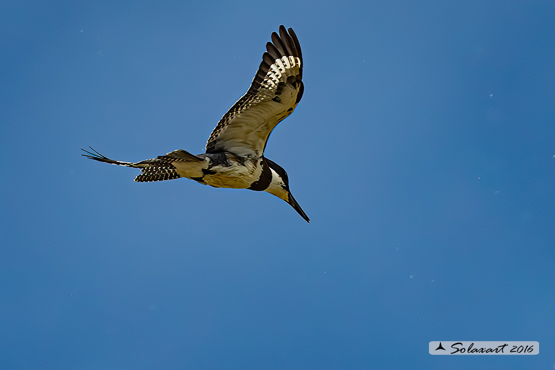 Megaceryle alcyon :  Martin pescatore americano (maschio) ;  Belted kingfisher (male)