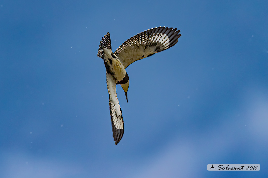 Megaceryle alcyon :  Martin pescatore americano (maschio) ;  Belted kingfisher (male)