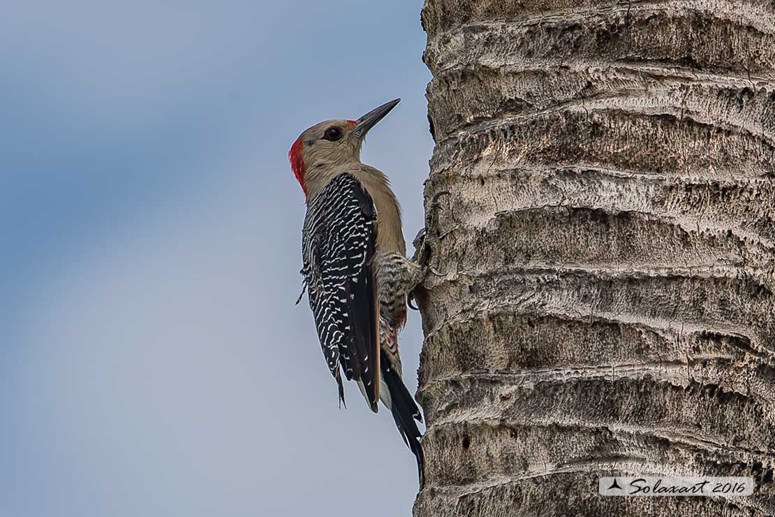 Melanerpes pygmaeus : Yucatán woodpecker