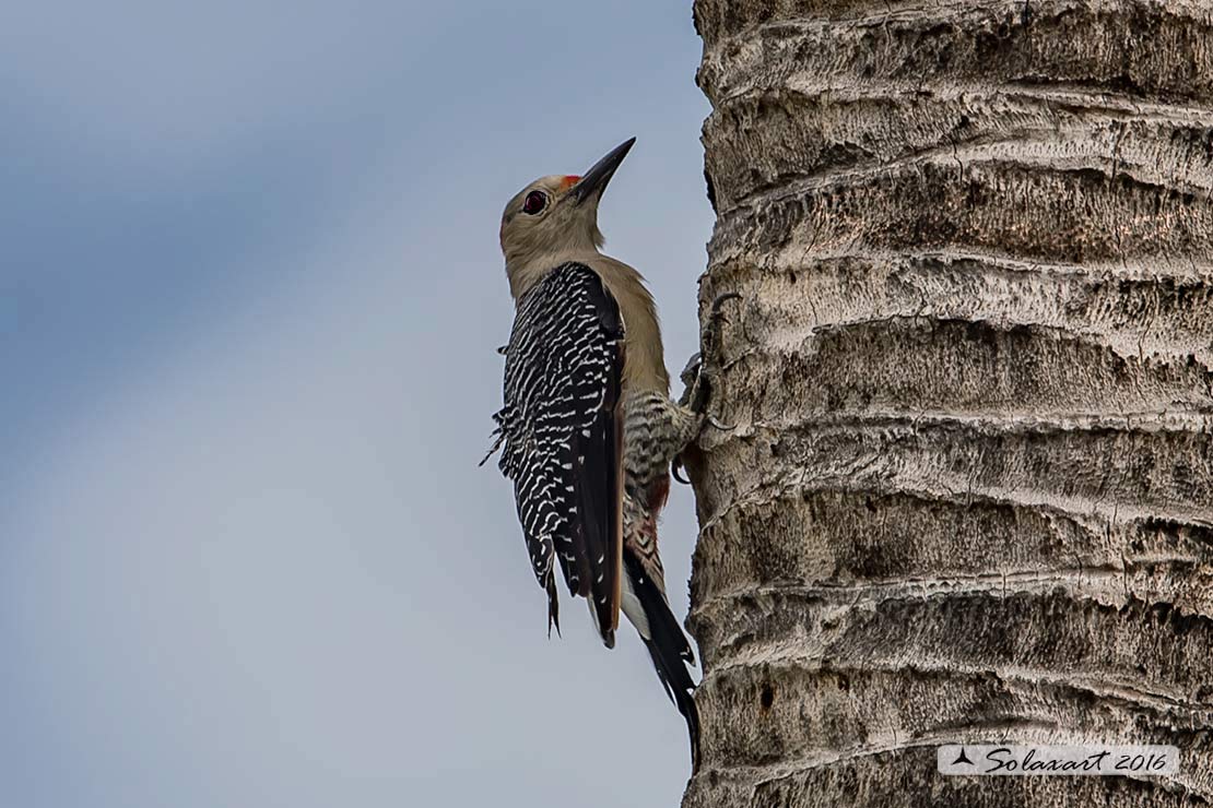 Melanerpes pygmaeus : Yucatán woodpecker