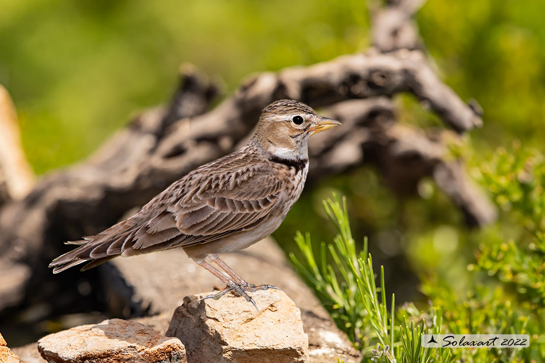 Melanocorypha calandra - Calandra - Calandra lark