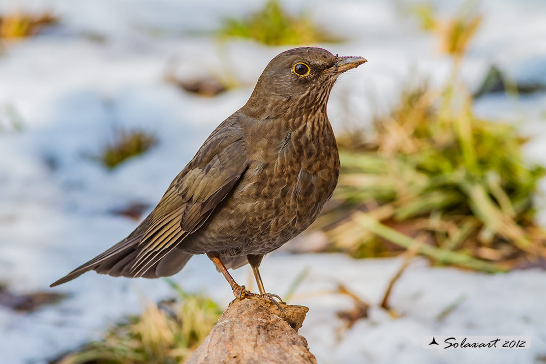 Turdus merula: Merlo (femmina);  Common Blackbird (female)
