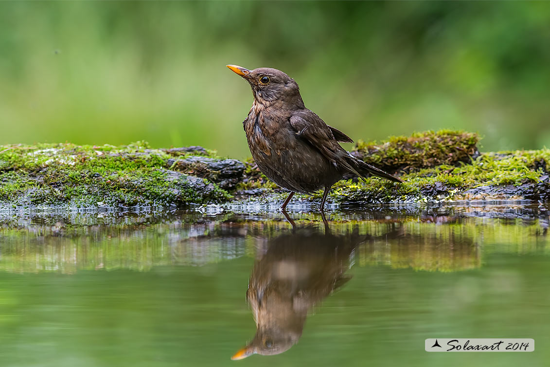 Turdus merula: Merlo (femmina);  Common Blackbird (female)