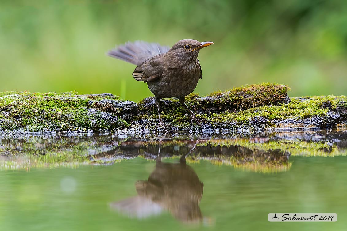 Turdus merula: Merlo (femmina);  Common Blackbird (female)