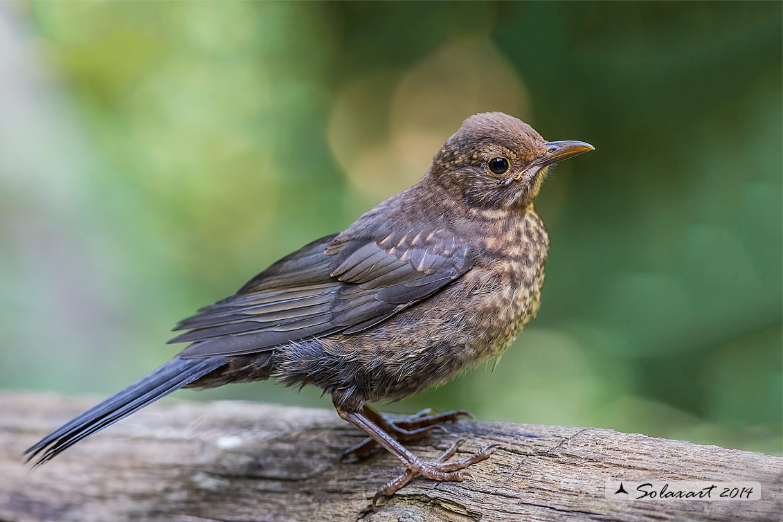 Turdus merula: Merlo (immaturo);  Common Blackbird (juvenile)
