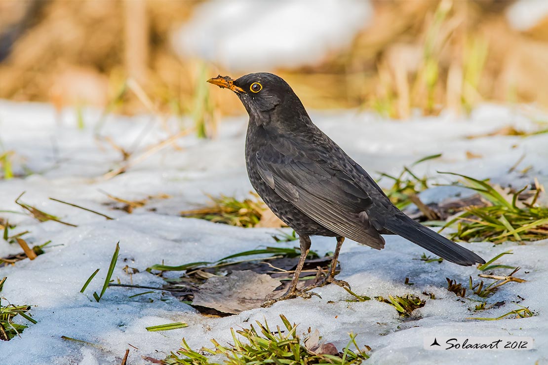 Turdus merula: Merlo (maschio);  Common Blackbird (male)