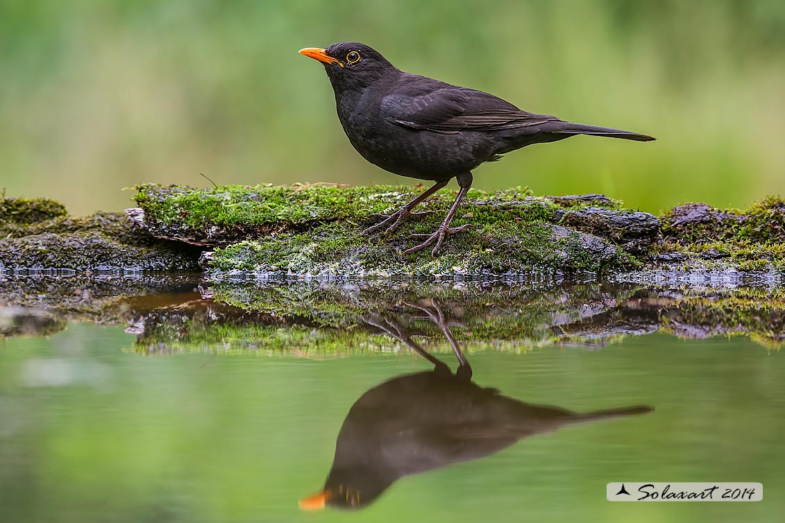 Turdus merula: Merlo (maschio);  Common Blackbird (male)