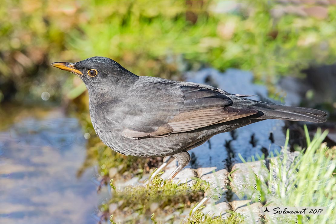 Turdus merula: Merlo (immaturo);  Common Blackbird (juvenile)