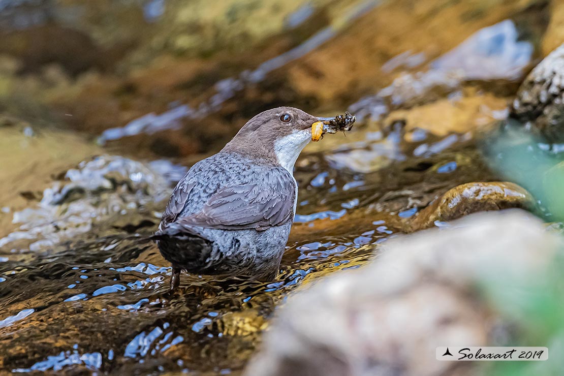 Merlo acquaiolo - Cinclus cinclus