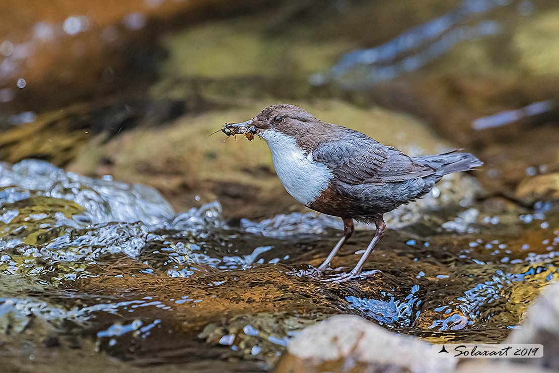 Merlo acquaiolo - Cinclus cinclus