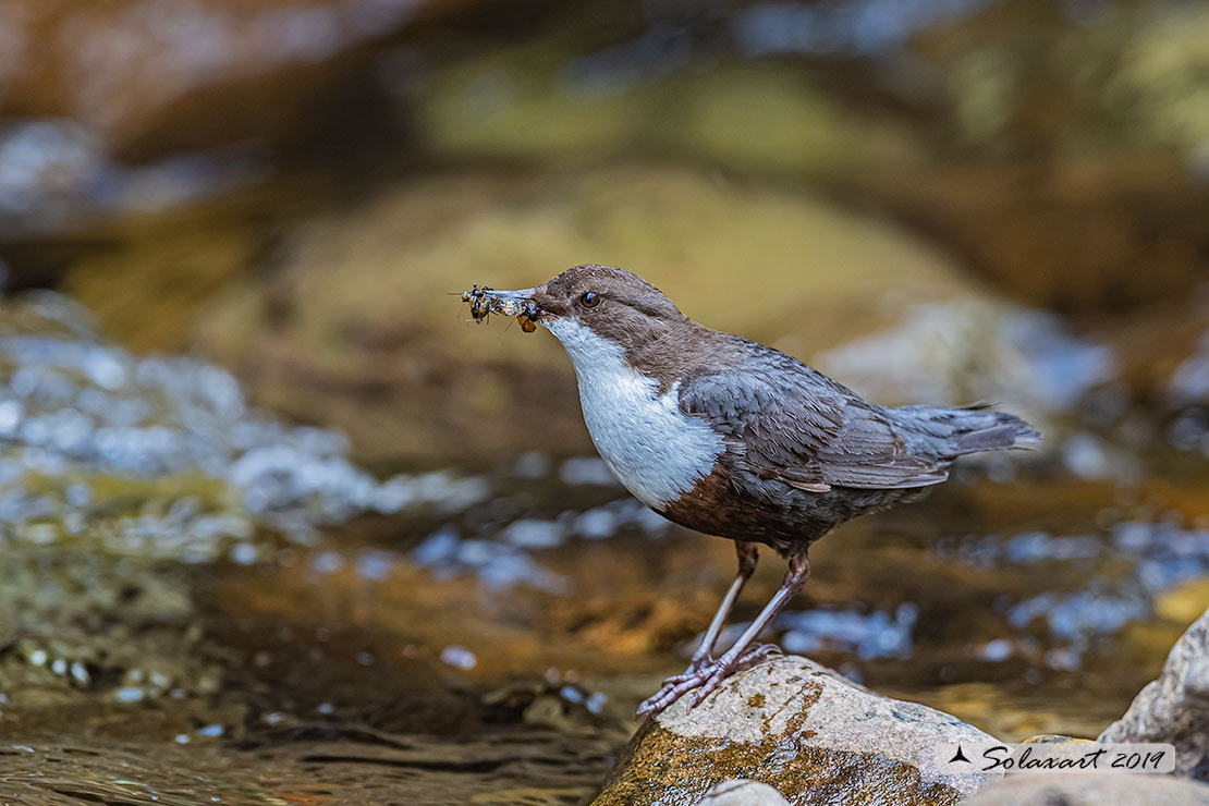 Merlo acquaiolo - Cinclus cinclus