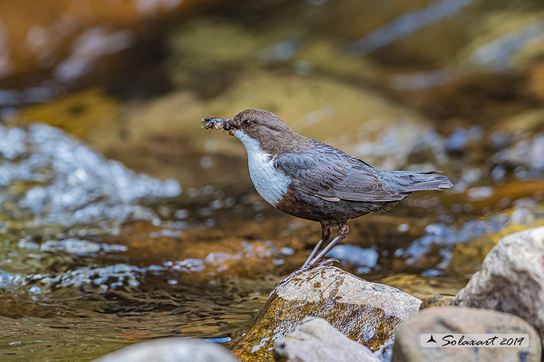 Merlo acquaiolo - Cinclus cinclus