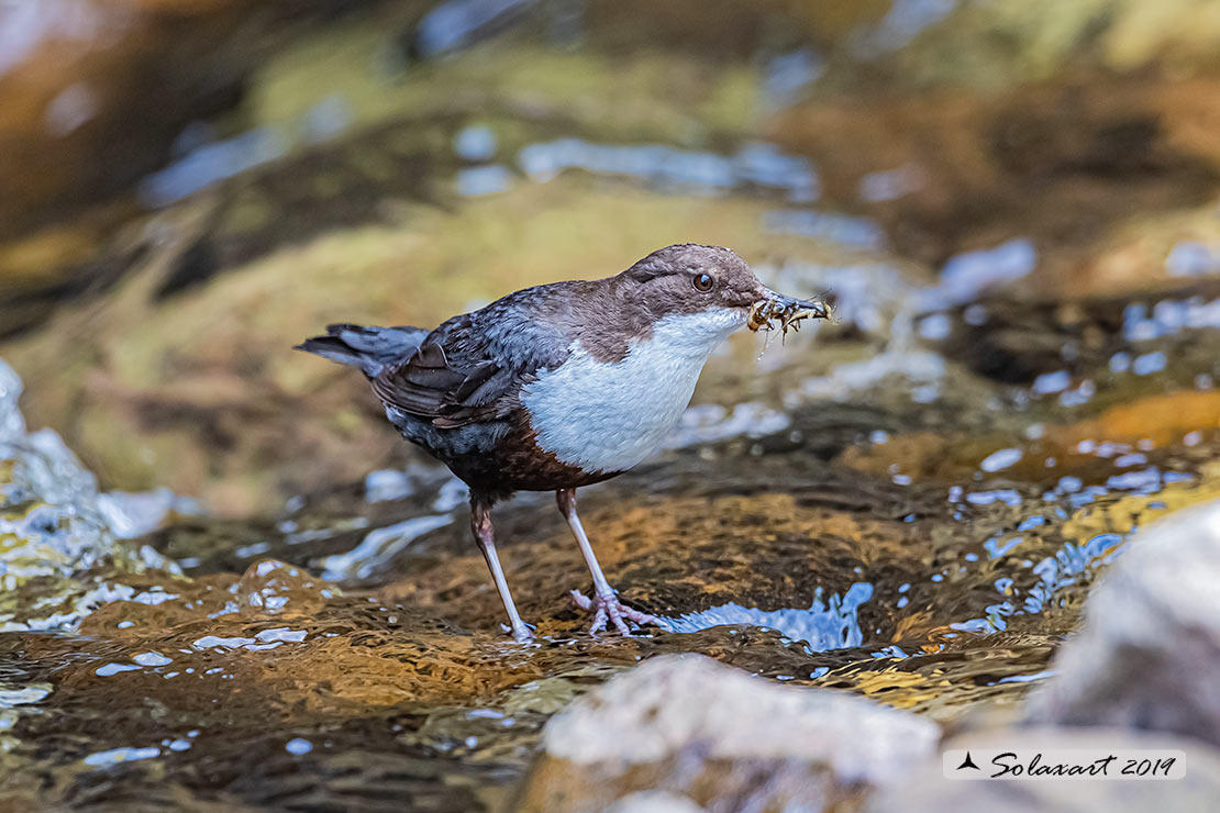 Merlo acquaiolo - Cinclus cinclus