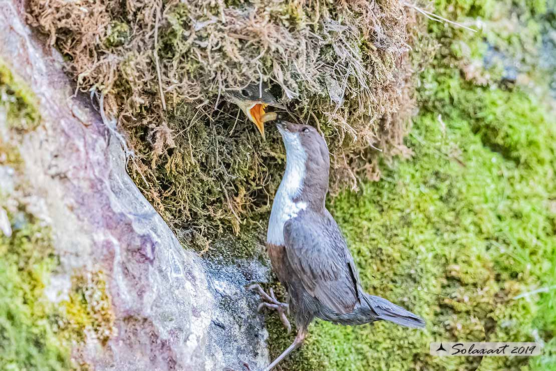 Merlo acquaiolo - Cinclus cinclus