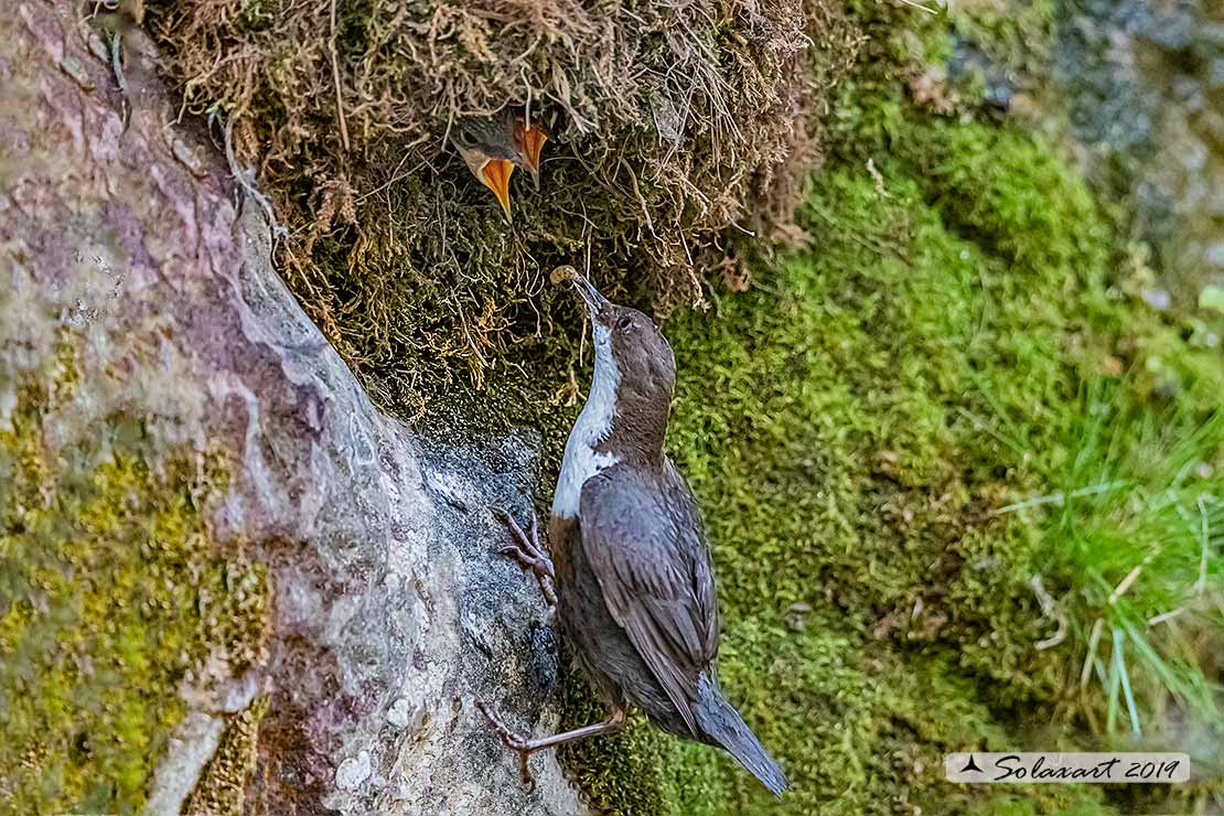 Merlo acquaiolo - Cinclus cinclus