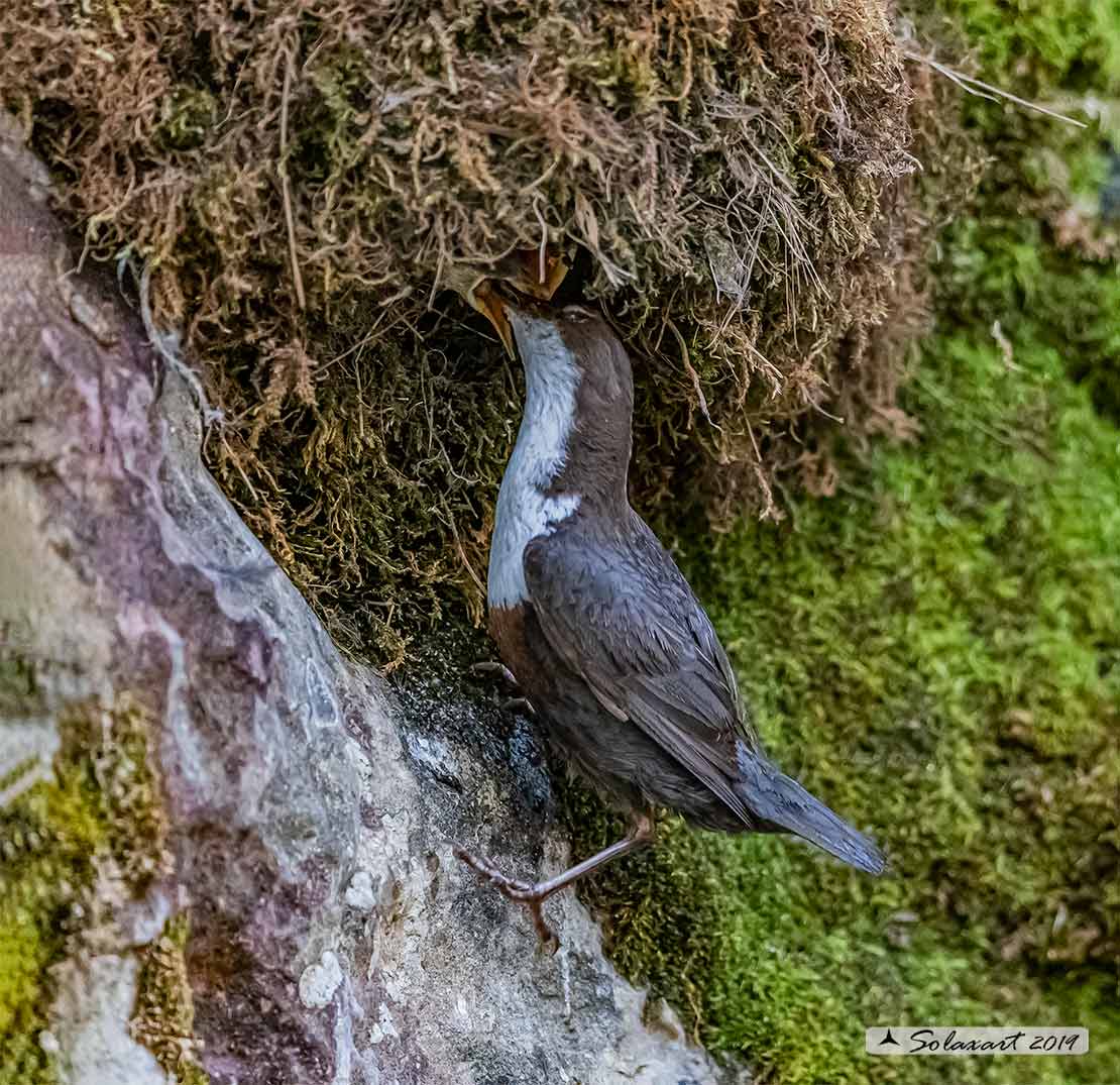 Merlo acquaiolo - Cinclus cinclus