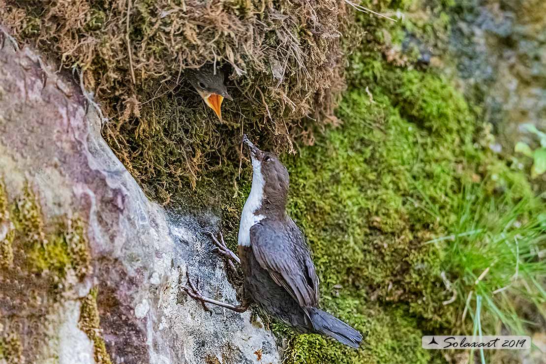 Merlo acquaiolo - Cinclus cinclus