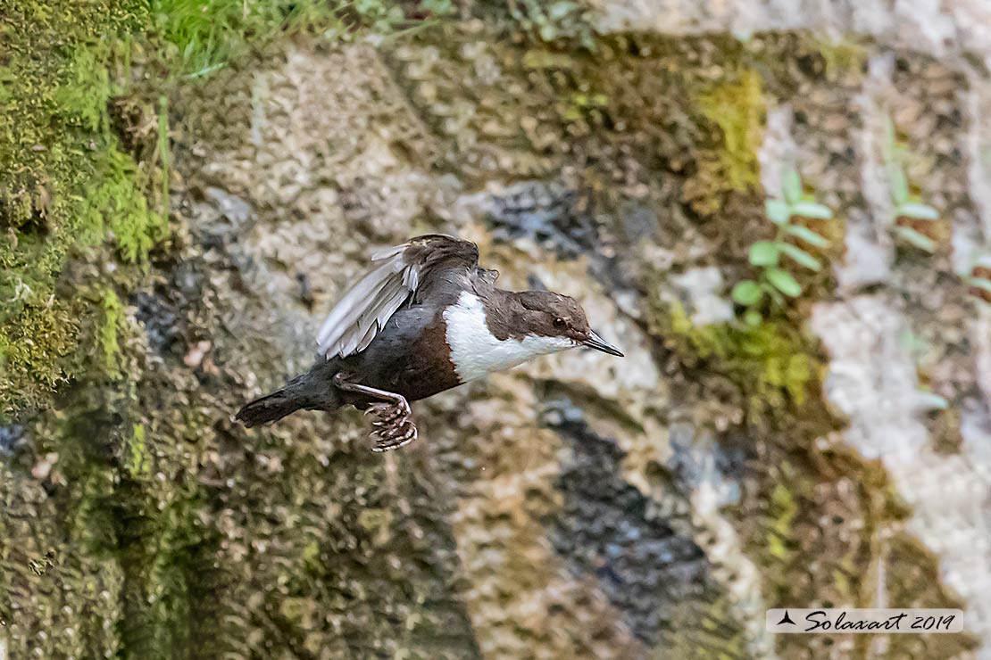 Merlo acquaiolo - Cinclus cinclus