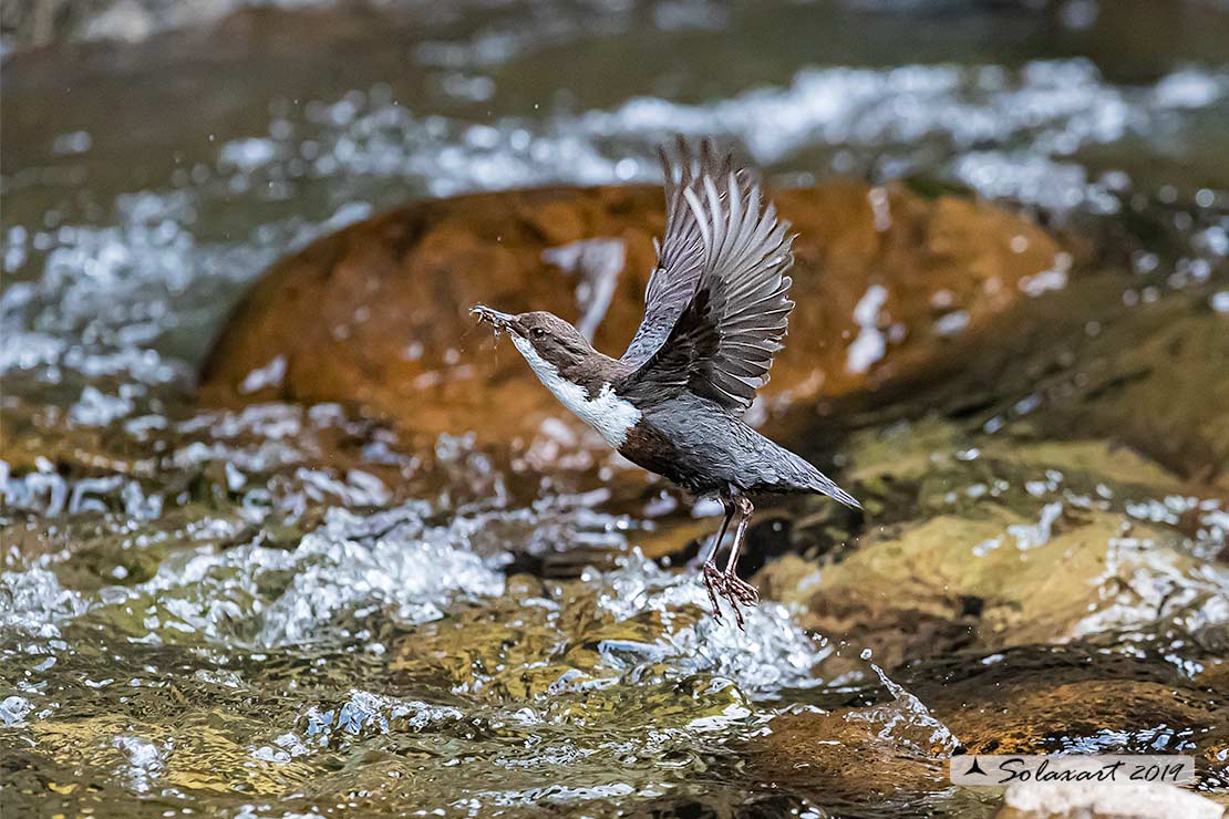 Merlo acquaiolo - Cinclus cinclus