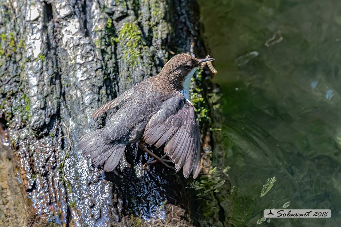 Merlo acquaiolo - Cinclus cinclus